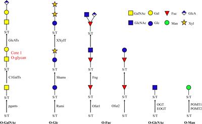 RNAi-Mediated Silencing of Pgants Shows Core 1 O-Glycans Are Required for Pupation in Tribolium castaneum
